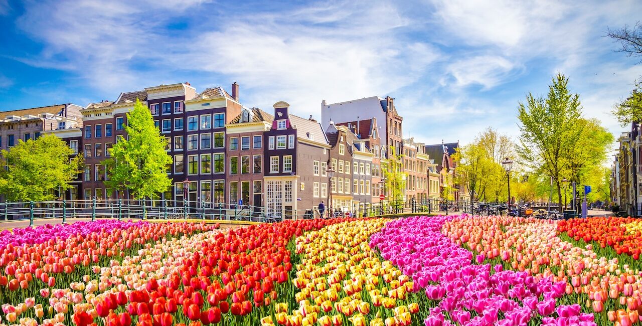 Amsterdam canal with colorful tulip fields and historic Dutch houses in spring